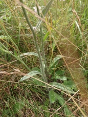 Pilosella densiflora