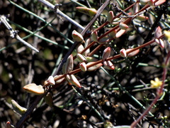Crassula subaphylla subaphylla