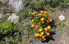 Lampranthus aureus