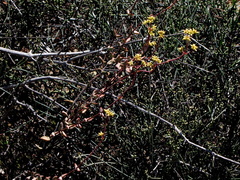 Crassula subaphylla subaphylla