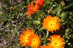 Lampranthus aureus