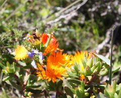 Lampranthus aureus