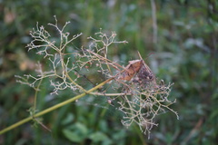 Valeriana alternifolia
