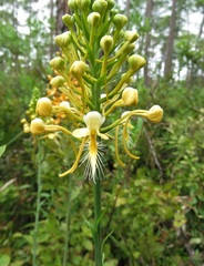 Platanthera × lueri
