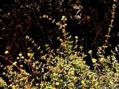 Crassula subaphylla subaphylla