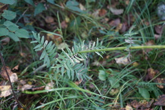 Valeriana alternifolia