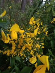 Cytisus scoparius