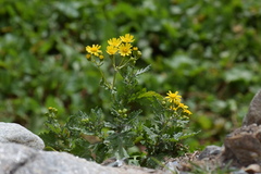Senecio squalidus rupestris