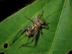 Svistella bifasciata