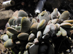 Crassula tecta