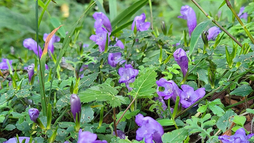 Kashmir Acanthus