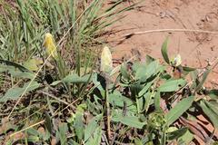 Protea gaguedi