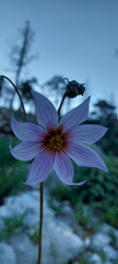 Dahlia tubulata