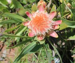 Protea gaguedi
