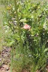 Protea gaguedi