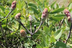 Protea gaguedi