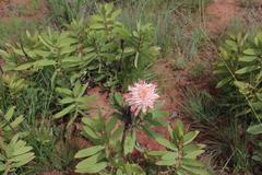 Protea gaguedi