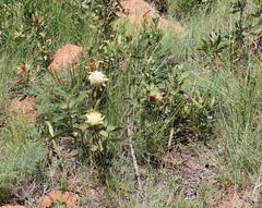Protea gaguedi