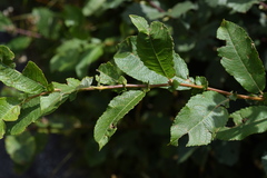 Salix appendiculata