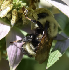 Bombus citrinus