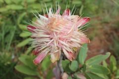 Protea gaguedi