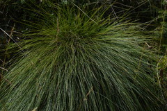Festuca scabriculmis