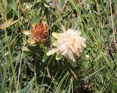 Protea gaguedi