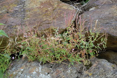 Epilobium collinum