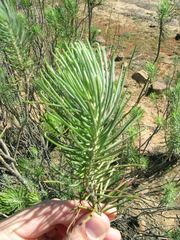Euryops tenuissimus