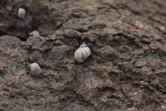 Echinolittorina radiata