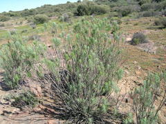 Euryops tenuissimus