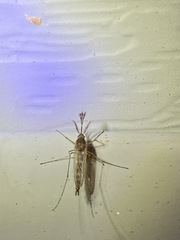 Coquillettidia perturbans