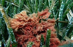 Sphaerococcus coronopifolius