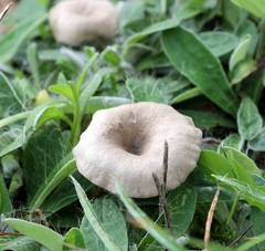 Pseudoclitocybe obbata