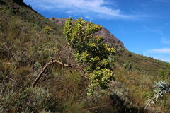 Rafnia amplexicaulis