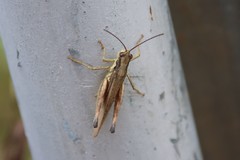 Schmidtiacris schmidti