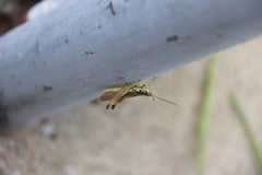 Schmidtiacris schmidti