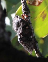 Capcicada decora