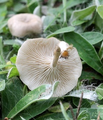 Pseudoclitocybe obbata