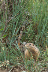 Urocitellus undulatus