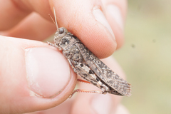 Angaracris barabensis