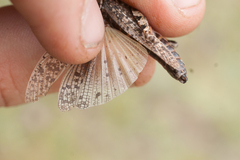Angaracris barabensis