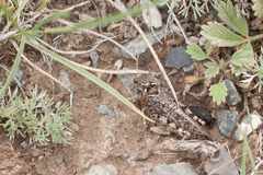 Angaracris barabensis