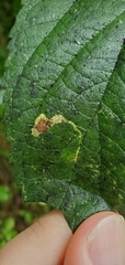 Phyllonorycter celtisella