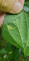 Phyllonorycter celtisella