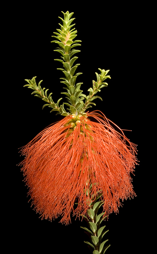 Beaufortia sparsa