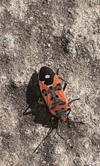 Lygaeus equestris