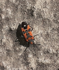 Lygaeus equestris