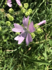 Malva moschata