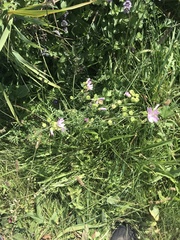 Malva moschata